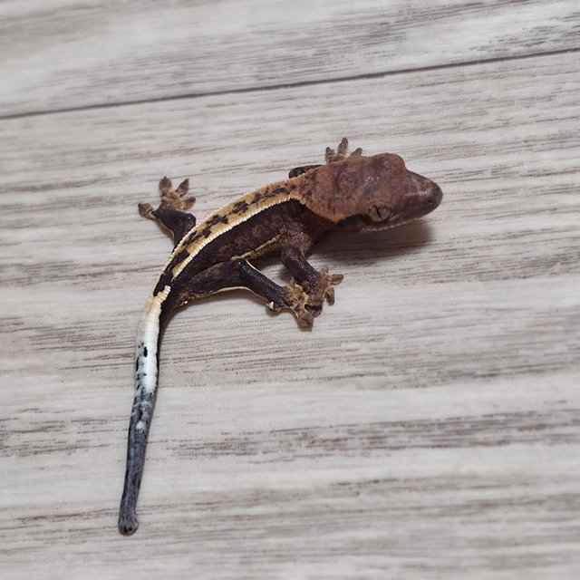 100%헷아잔틱 노멀