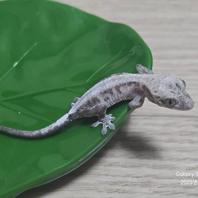 루왁 릴리