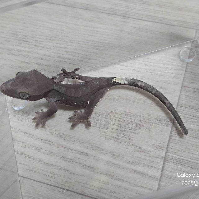 챠콜 화이트포트홀