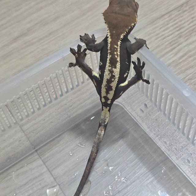 세이블