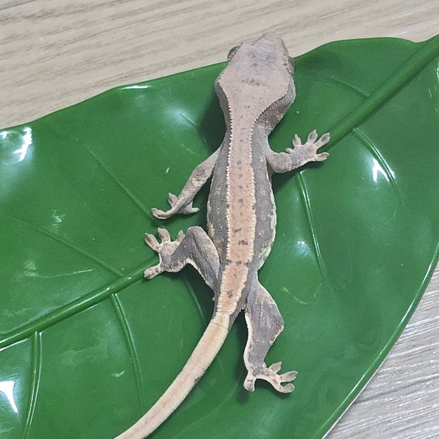 릴리100%헷아잔틱