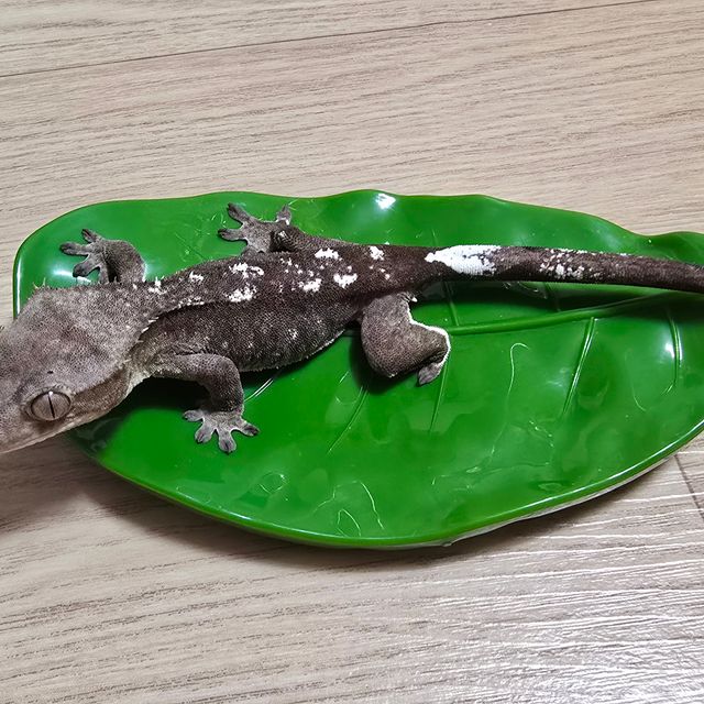 아잔틱