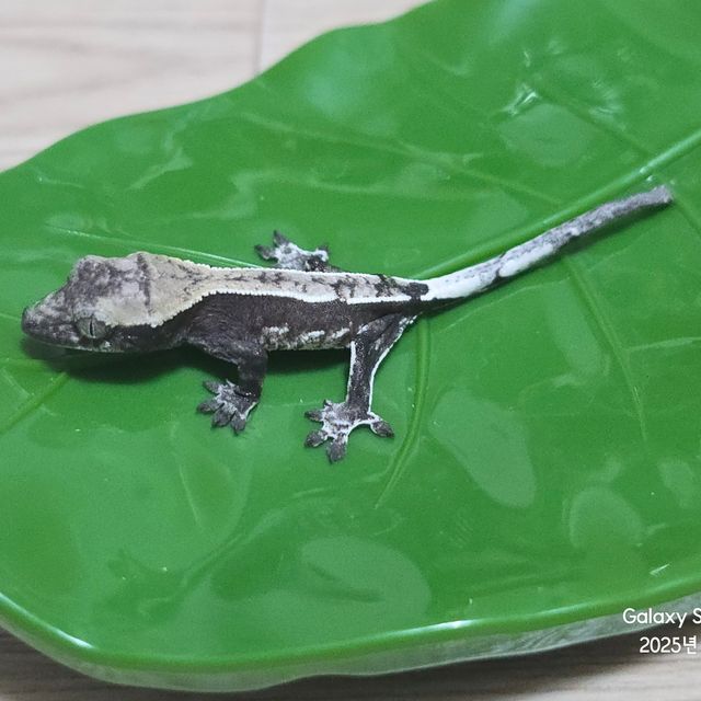 아잔틱
