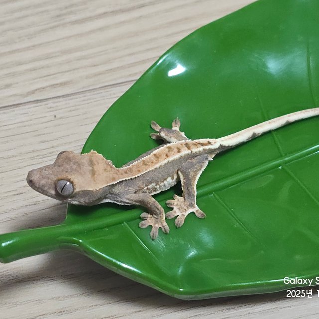 릴리100%헷아잔틱