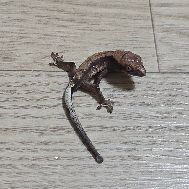 카푸치노 100%헷아잔틱