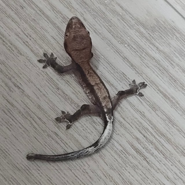 카푸치노 100%헷아잔틱