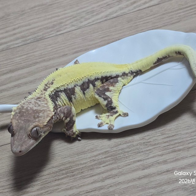 프라푸치노 솔리드백