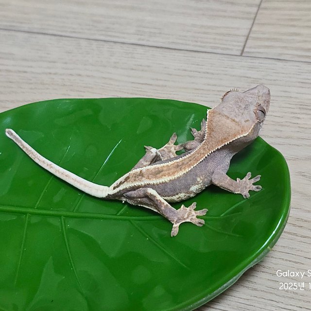 릴리100%헷아잔틱 팬텀