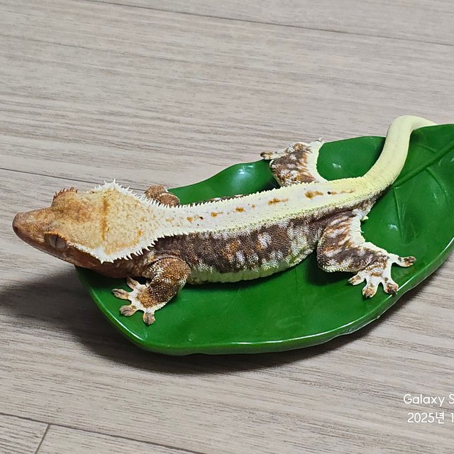 릴리100%헷아잔틱