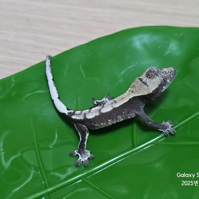 아잔틱