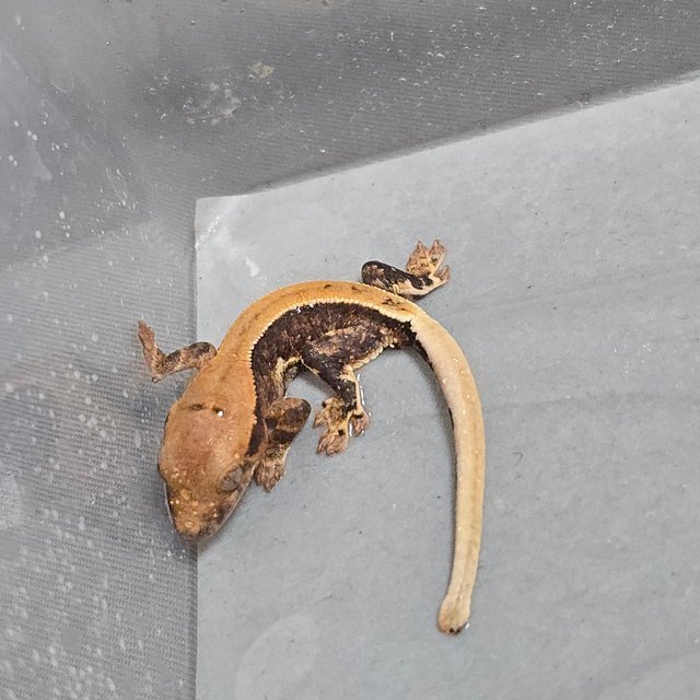 릴리100%헷아잔틱