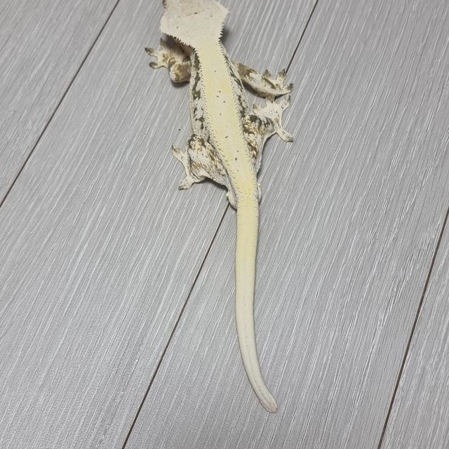릴리화이트