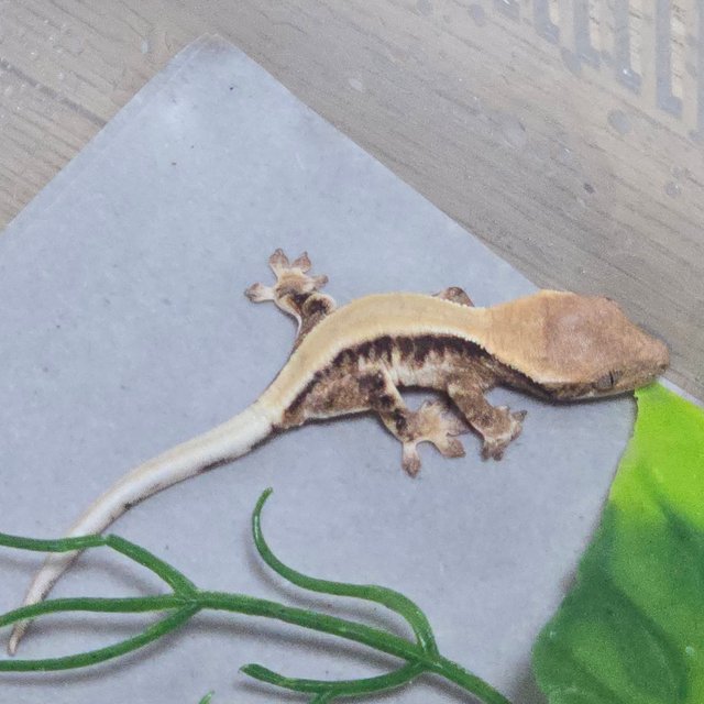 릴리 세이블 솔리드백