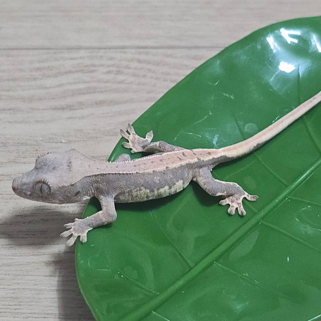 릴리100%헷아잔틱