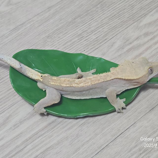 하이포