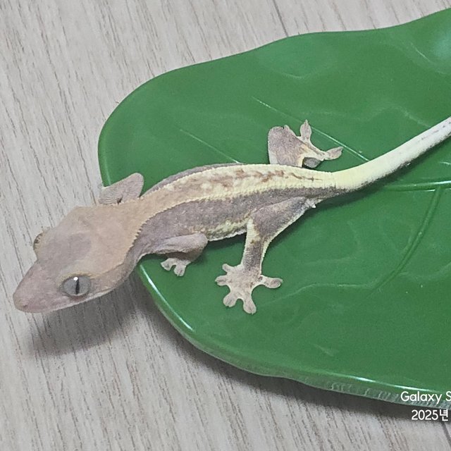 하이포 프라푸치노