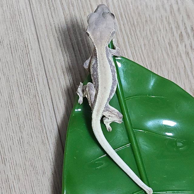 릴리 세이블 솔리드백