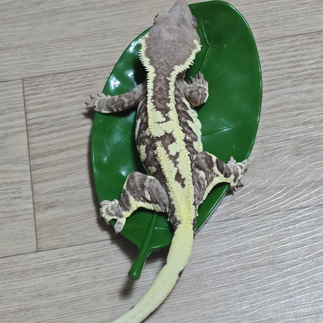 프라푸치노