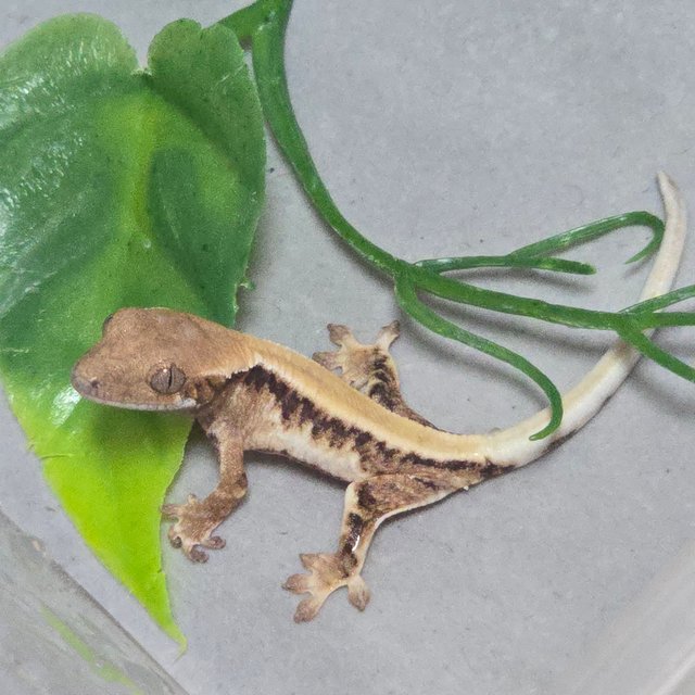 릴리 세이블 솔리드백