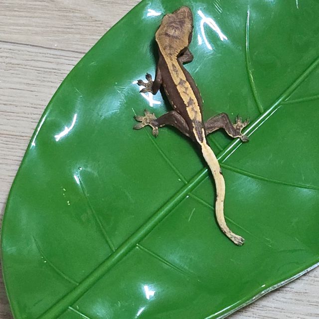 100%헷아잔틱