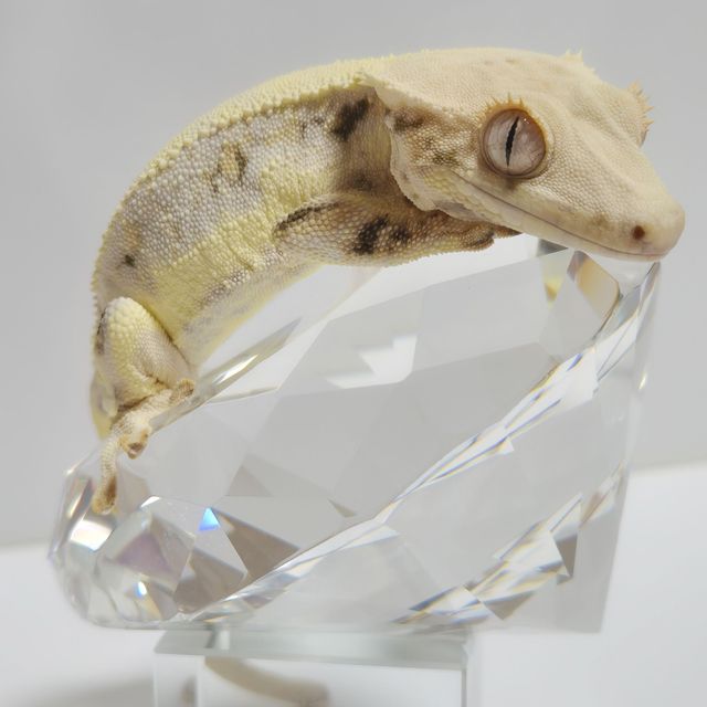 100%헷초초 릴리화이트