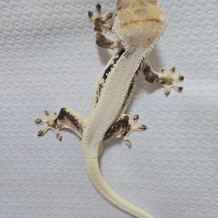 릴리화이트 솔리드백 풀핀 화이트