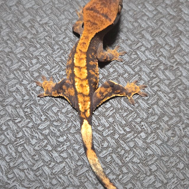 타이거 다크 익스트림할리퀸