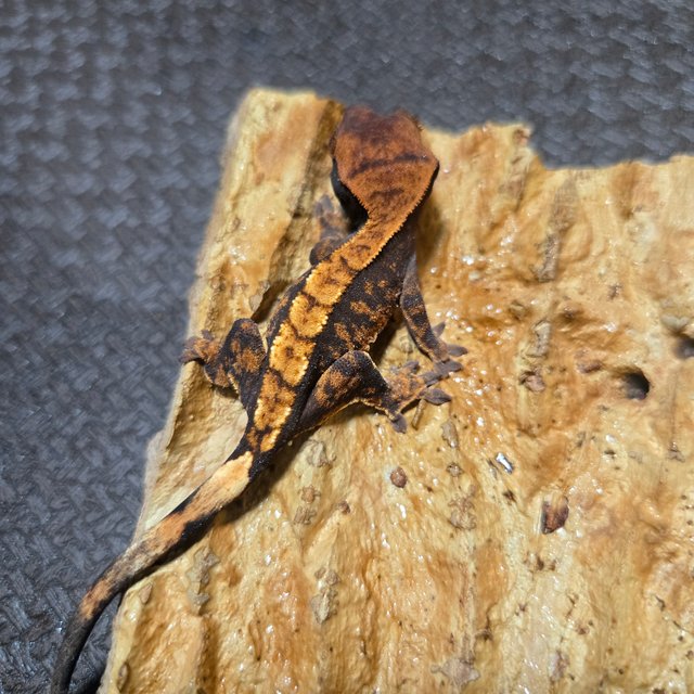 타이거 다크 익스트림할리퀸