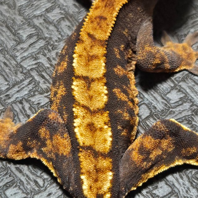 타이거 다크 익스트림할리퀸