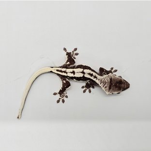 릴잔틱