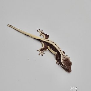 릴잔틱