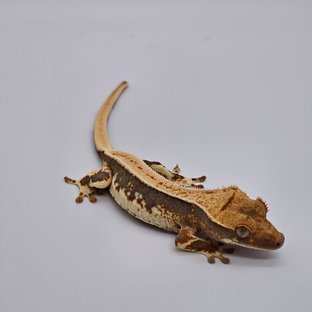 릴리100%헷아잔틱