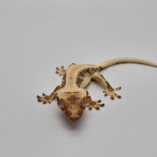 릴리100%헷아잔틱