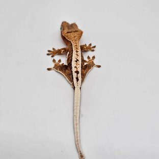 릴리100%헷아잔틱