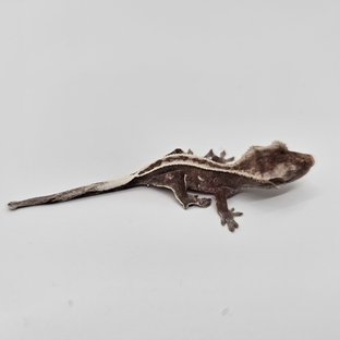 아잔틱