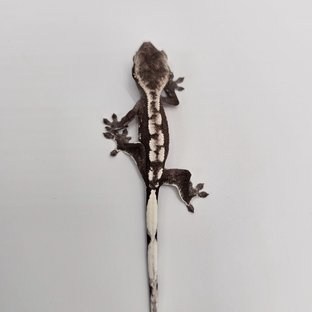아잔틱