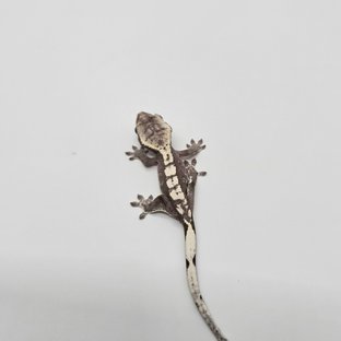 아잔틱