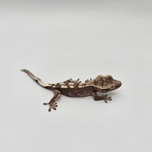 아잔틱