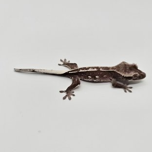아잔틱