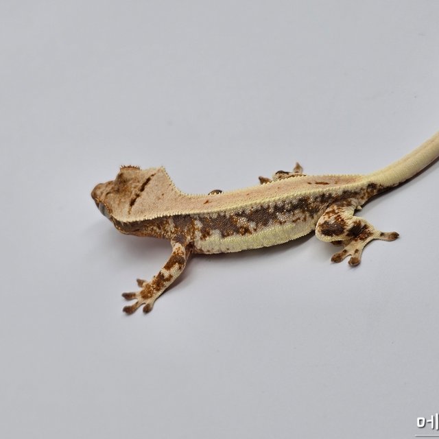 릴리100%헷아잔틱