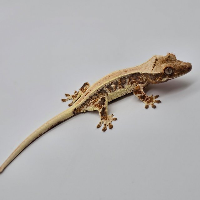 릴리100%헷아잔틱