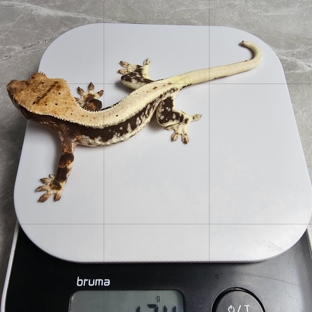 릴리100%헷아잔틱