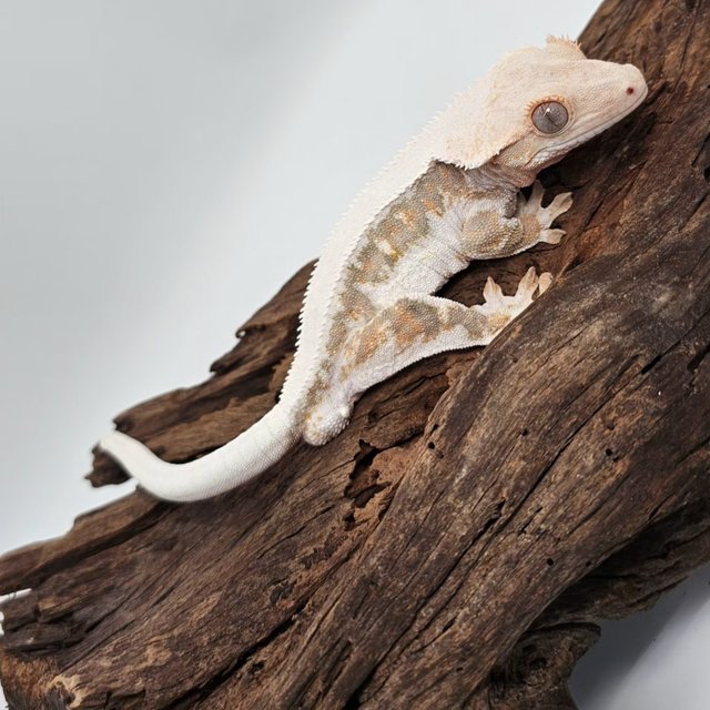 릴리화이트 솔리드백