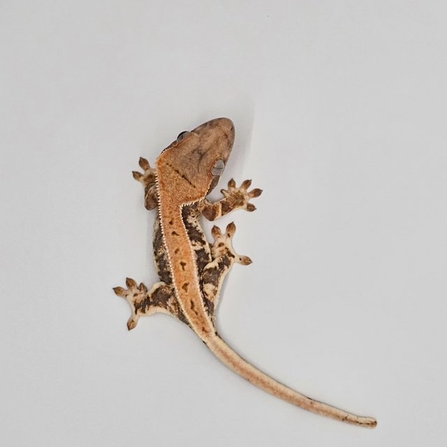 릴리100%헷아잔틱 100%헷아잔틱