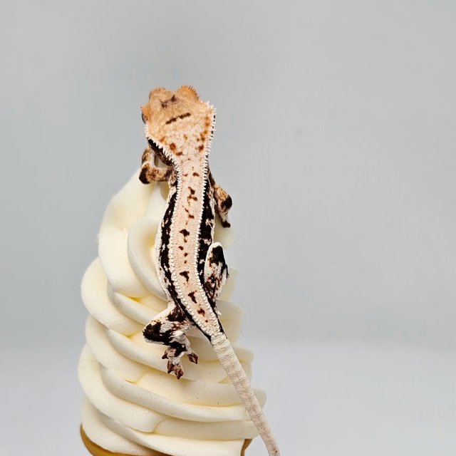 릴리100%헷아잔틱