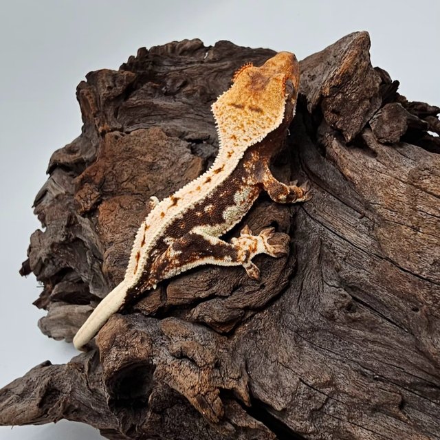 릴리100%헷아잔틱