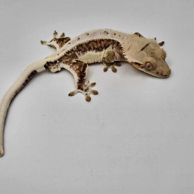 릴리100%헷아잔틱 100%헷아잔틱