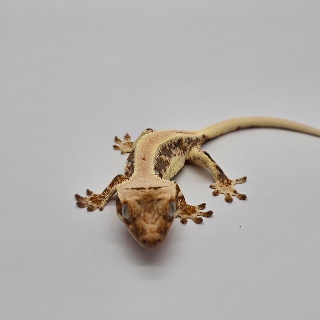 릴리100%헷아잔틱