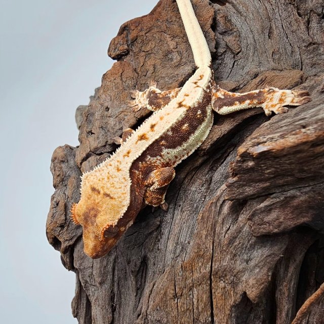 릴리100%헷아잔틱