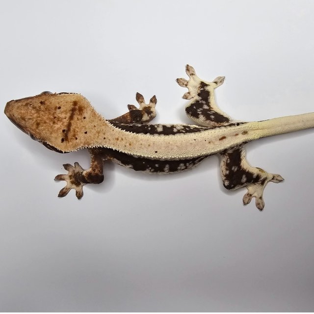 릴리100%헷아잔틱